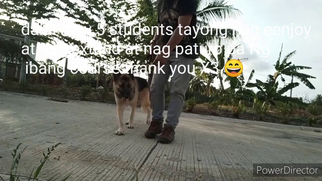 Davao Dog training services YouTube