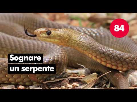 Video: Interpretazione Dei Sogni: Perché Sognano I Serpenti