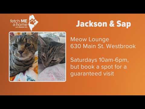 Fetch ME A Home | Two cats named Jackson and Sap