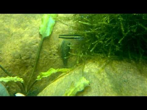 960_2 Parosphromenus deissneri