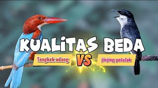 JERNIH MUDAH DITIRU !! JINJING PETULAK & TENGKEK UDANG