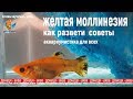 желтая моллинезия, содержание, размножение, acuaristica, akvarier, Aquaristik