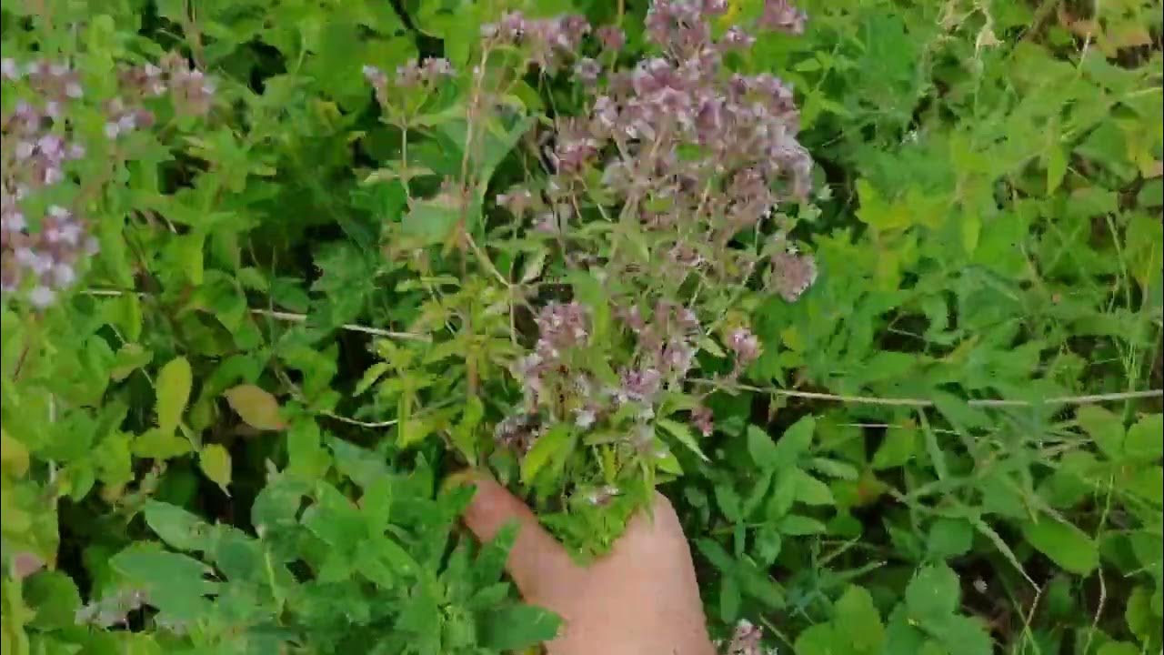 В лес собирать траву на чай. Самый вкусный и полезный лесной чай. - YouTube