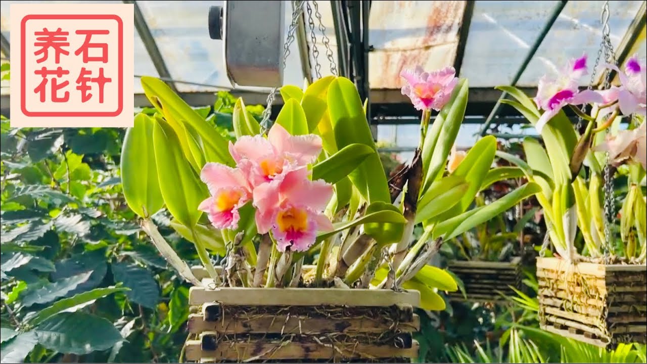 闲逛温室 - Allan Gardens 热带潮热温室 - 兰花、柠檬、三角梅等等