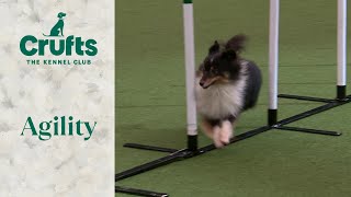 Agility  Championship Small/ Medium Part 2 | ​Crufts 2024