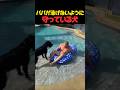 パパが泳げないように守っている犬