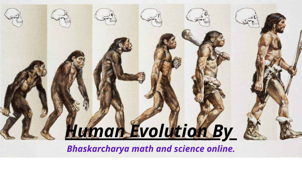 make a presentation on human evolution class 10