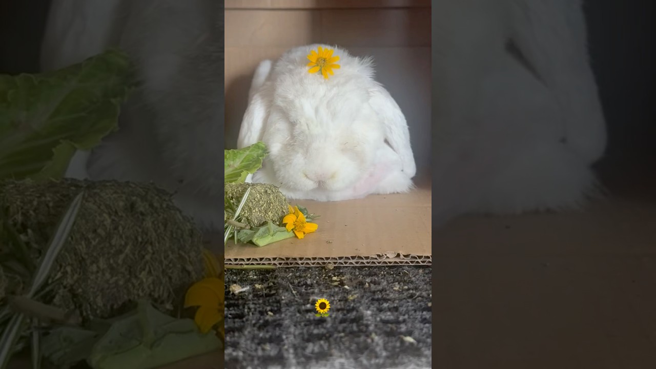 Mommy Loves U, bb 😇 #love #bunmami #bunny #rabbit #cutebunny #frenchlopbunny #life #alive #flopped