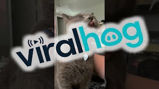 Cat's Sensitive Spot Makes Him Lick the Air || ViralHog