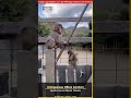 Chimpanzee Offers Comfort, Sparks Social Media Debate #shorts
