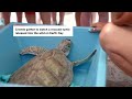 Florida crowds watch rescued turtle return to wild on Earth Day