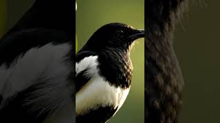 Download Lagu the atmosphere of the magpie robin in the forest #birds MP3