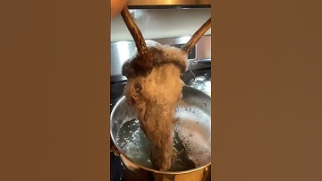 Boiling the skull! #skull  #life  #music  #deerhunting  #hunting  #subscribe