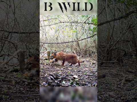#puma #mountainlion #campeche