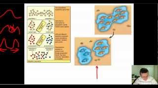 Speciation (Part 2): Allopatric