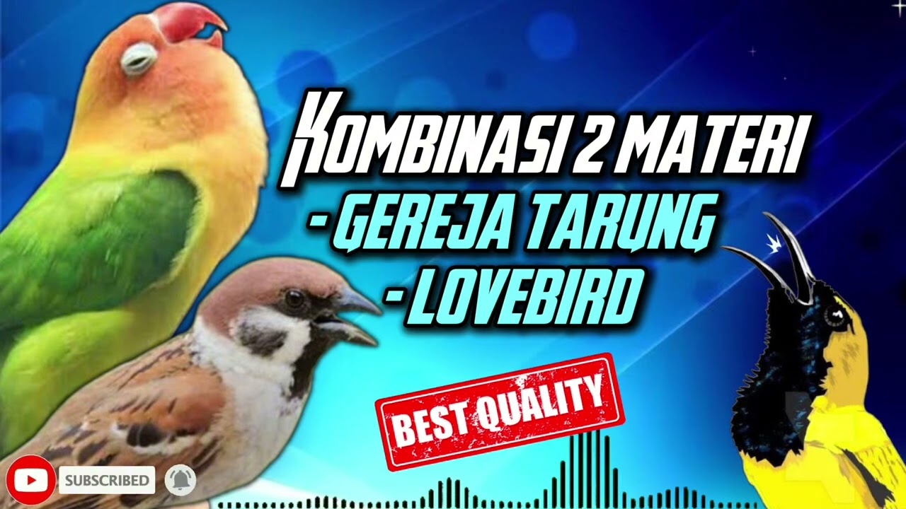 MASTERAN SOGON | KOMBINASI MATERI GEREJA DAN LOVEBIRD #sogon #sogongacor #sogokontong #kicaumania