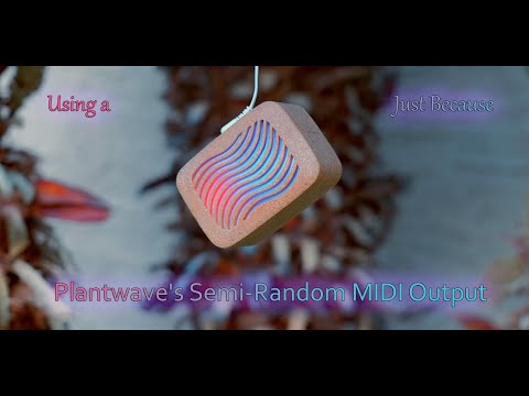 Using a Plantwave's Semi-Random MIDI Output Just Because