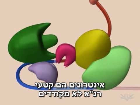 וִידֵאוֹ: שיטת שחבור