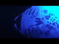 Manta Ray Dive 2026 MP4 