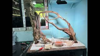 80cm aquarium tank #bonsai #aquascapelowtech #aquariumaquascape #aquarium  #terrarium 