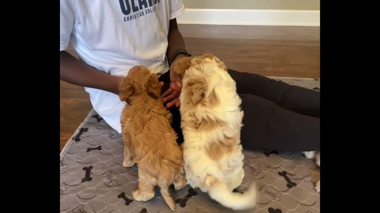 Exclusive and precious Cavapoo, baby boy! Contact us for more information! ￼