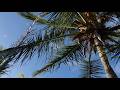 6 Hours of Palm Trees, Ocean Waves &amp; Tropical Breeze | Deep Relaxation Ambience 🌴