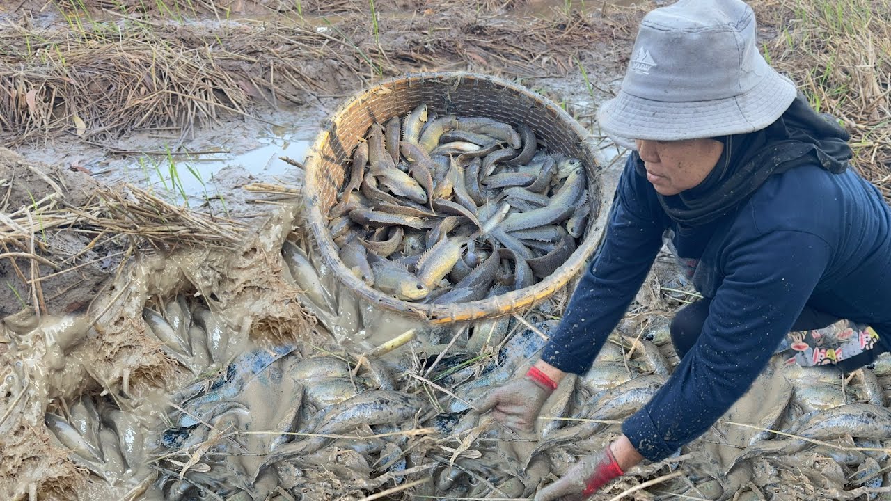 จับปลาข่อนปลานาธรรมชาติ ปลาตัวงาม  #ปลานาธรรมชาติ #จับปลาข่อน #วิถีอีสานบ้านเฮา 