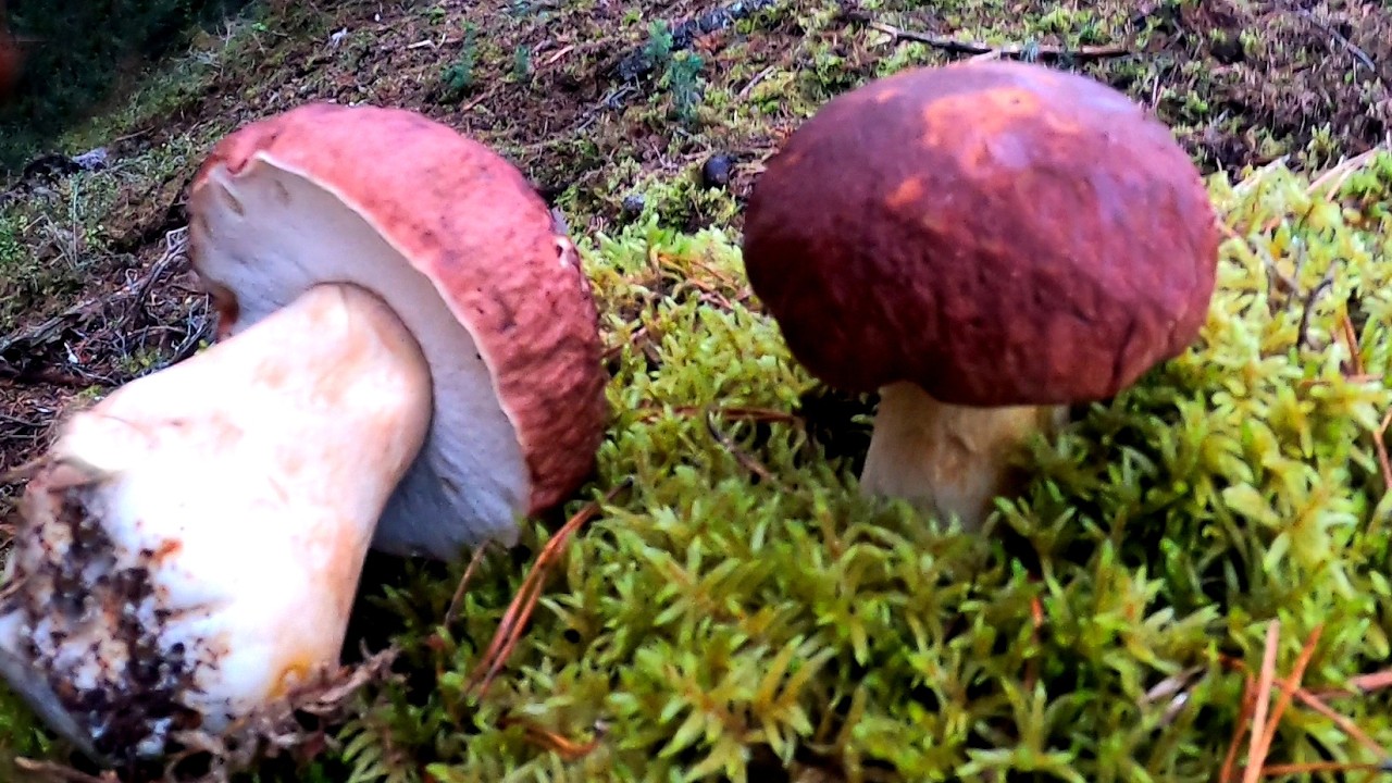 Puszcza Słupska potrafi zaskoczyć pełnym koszem Borowiki Sosnowe i Jednodniówki