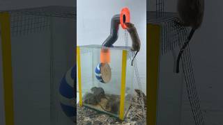 Best Homemade Mouse Trap Ideas // Mouse Trap 2#Rat #Rattrap #Mousetrap #Shorts