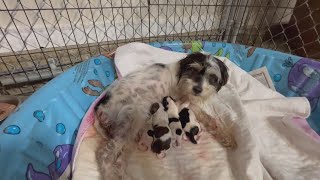 How to adopt dana and lady may—Fayette County’s most loved rescues