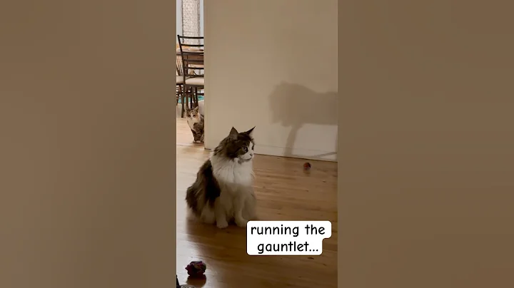 Watch the video about Attacked From Both Sides…#shorts #pets #animals #catlover