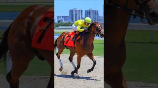 Little Town Secret takes the first race. #GulfstreamPark #HorseRacing #Thoroughbred