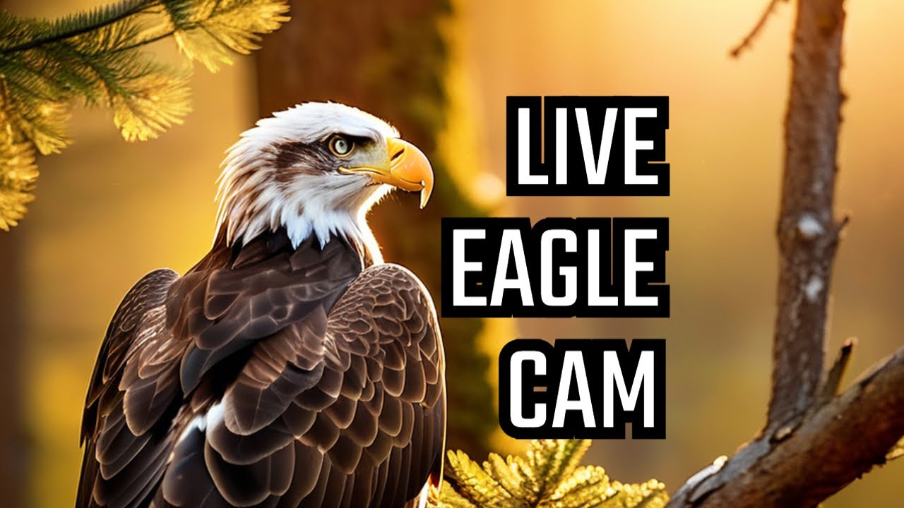 Dulles Greenway Eagle Cam - Bald Eagle Nest — Leesburg, VA live camera thumbnail