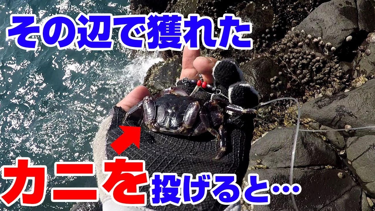 この一匹で フルコース 作ってみた Youtube この一匹で フルコース 作ってみた Youtube