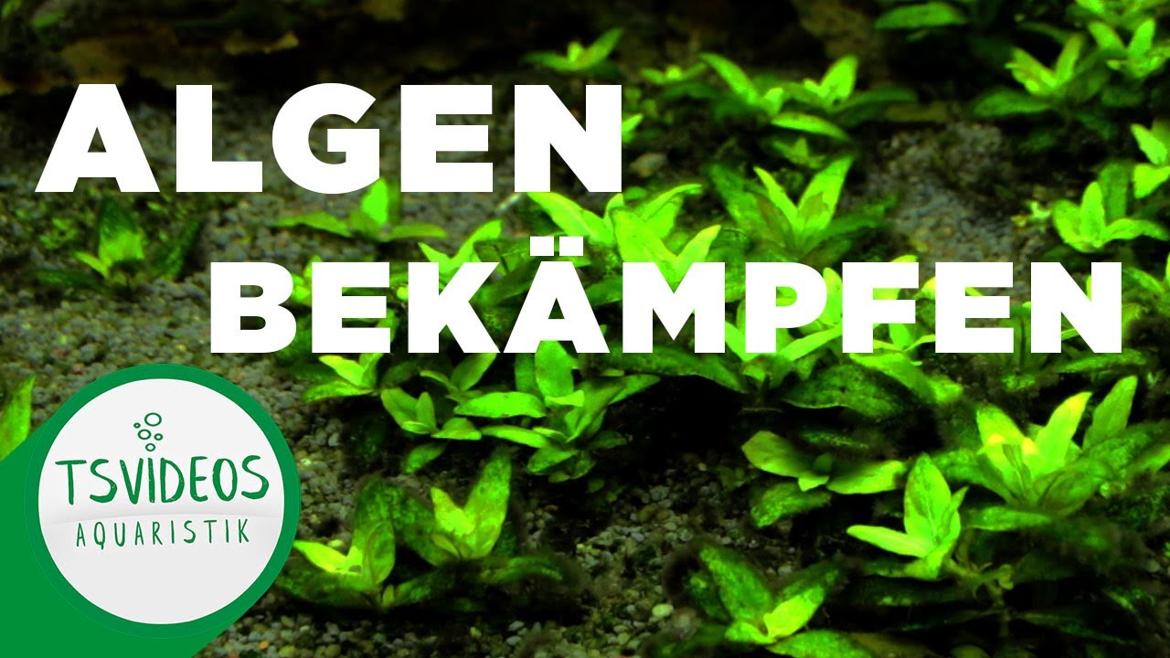 Algen im Aquarium SOFORT bekämpfen mit diesen Schritten - TSVideos