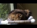 Cat Perch for Windows - Seiko on her Kitty Cot Cat Perch for Windows - Seiko on her Kitty Cot