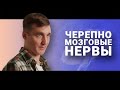 НЕМНОГО О ЧЕРЕПНО-МОЗГОВЫХ НЕРВАХ. Кирилл Копыльцов