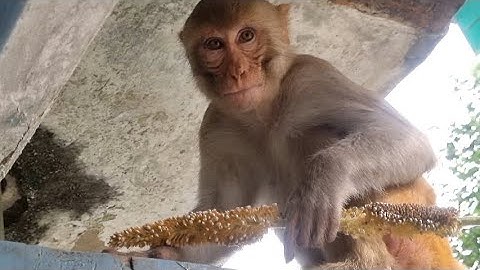 Jay Shri Ram 🙏 ♥️monkey funny video