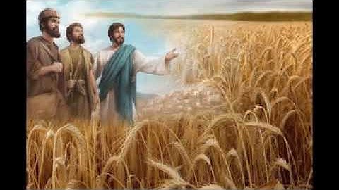 Chúa Nhật XIV Thường Niên Năm C (20h00 - 07/07/2019) Lm Giuse Giuse Nguyễn Ngọc Bích, DCCT