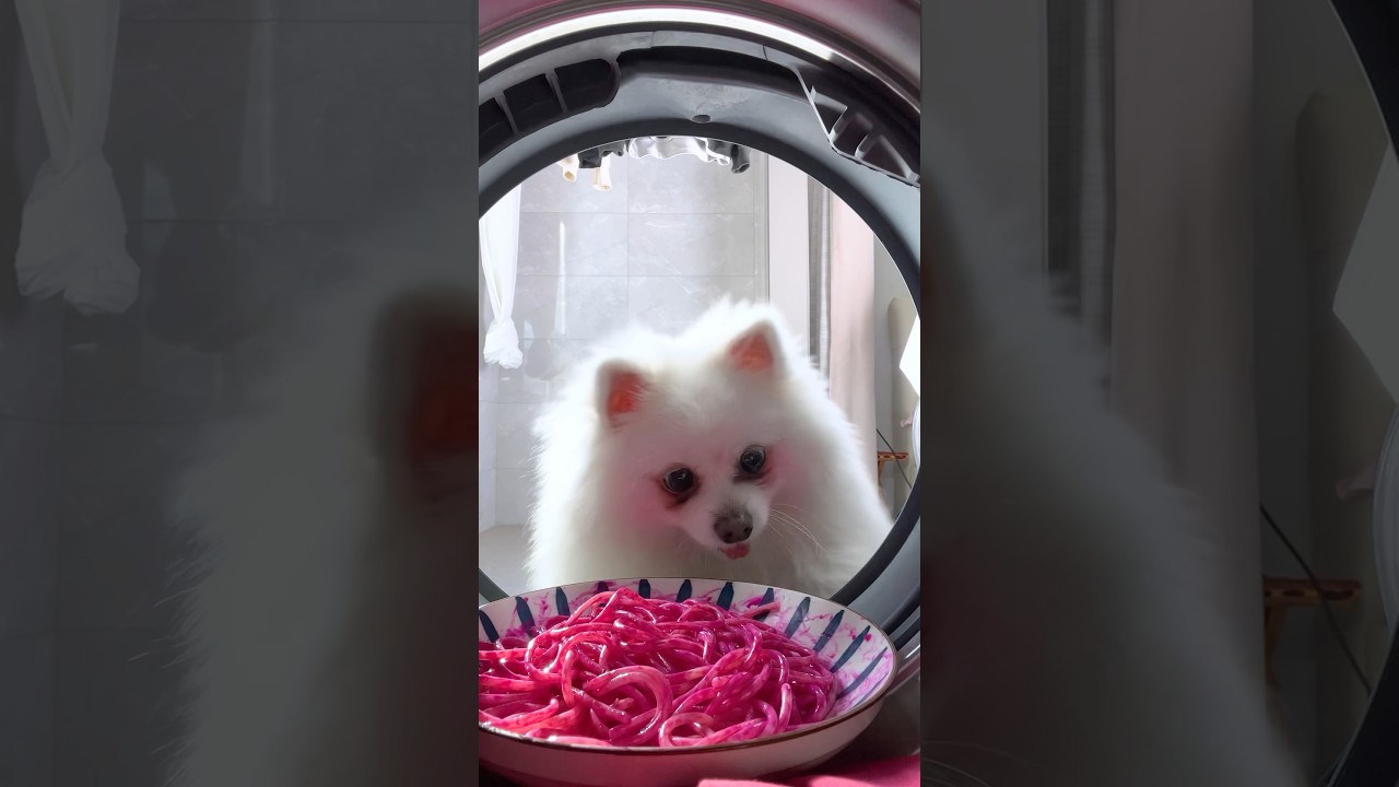 Nico: Clean and clean! #funny #smartnico #nico #pets #dog