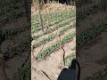 उम्मीद की खेती #farming #shorts