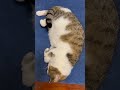 #cat #kitty