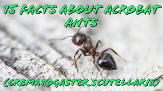 15 Facts about Acrobat Ants (Crematogaster Scutellaris)