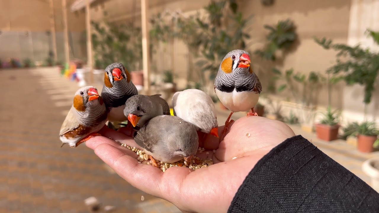 مكان سري بالأحساء .. لايفوتكم  #الأحساء #الهفوف 🤩🍃👌🏻