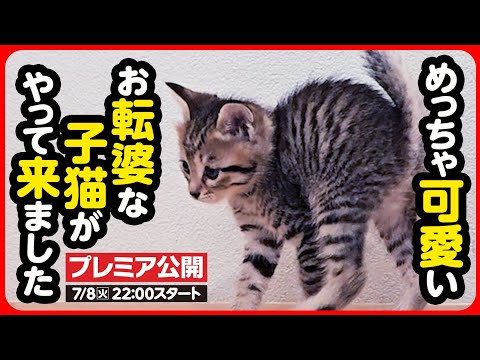 ちびねこ　準備中 ラオーラ・ちび猫ver. - ichisake - BOOTH