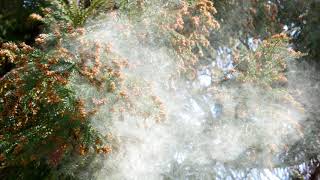Climate change is causing longer and more severe pollen seasons