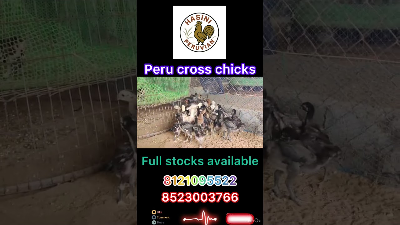 Peru cross Chicks