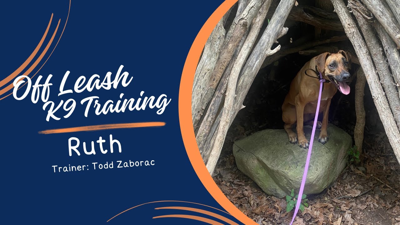 4yr old Ridgeback “Ruth” trainer Todd Zaborac