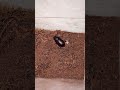 Rhinoceros Beetle 🪲 in Bucket Traps | Naiwik Farms #naiwikfarms