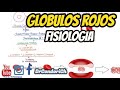 Fisiologia de los globulos rojos (Eritrocitos) facil (aulas de fisiologia)